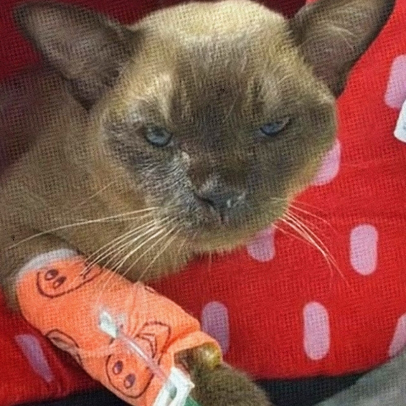 Этот кот пережил часовую стирку в машинке Этот кот пережил часовую стирку в машинке