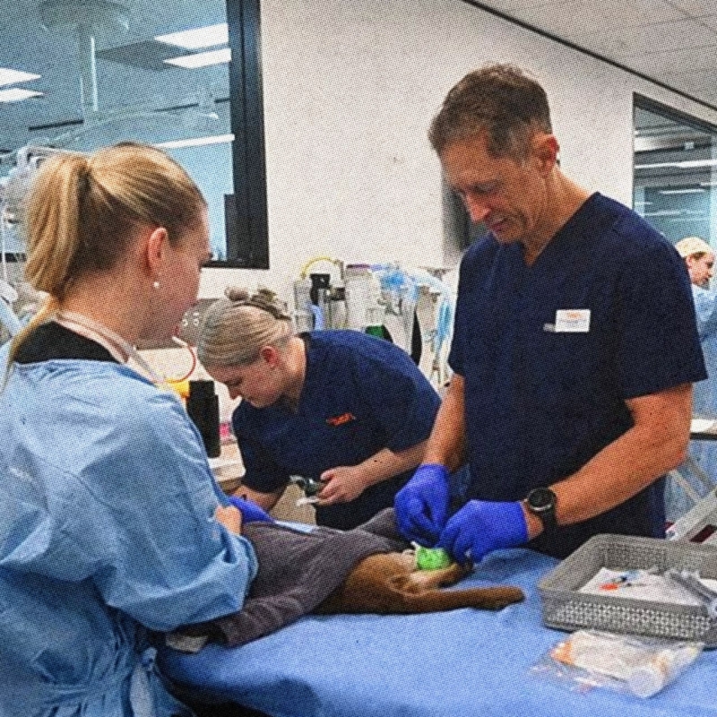 Этот кот пережил часовую стирку в машинке Этот кот пережил часовую стирку в машинке